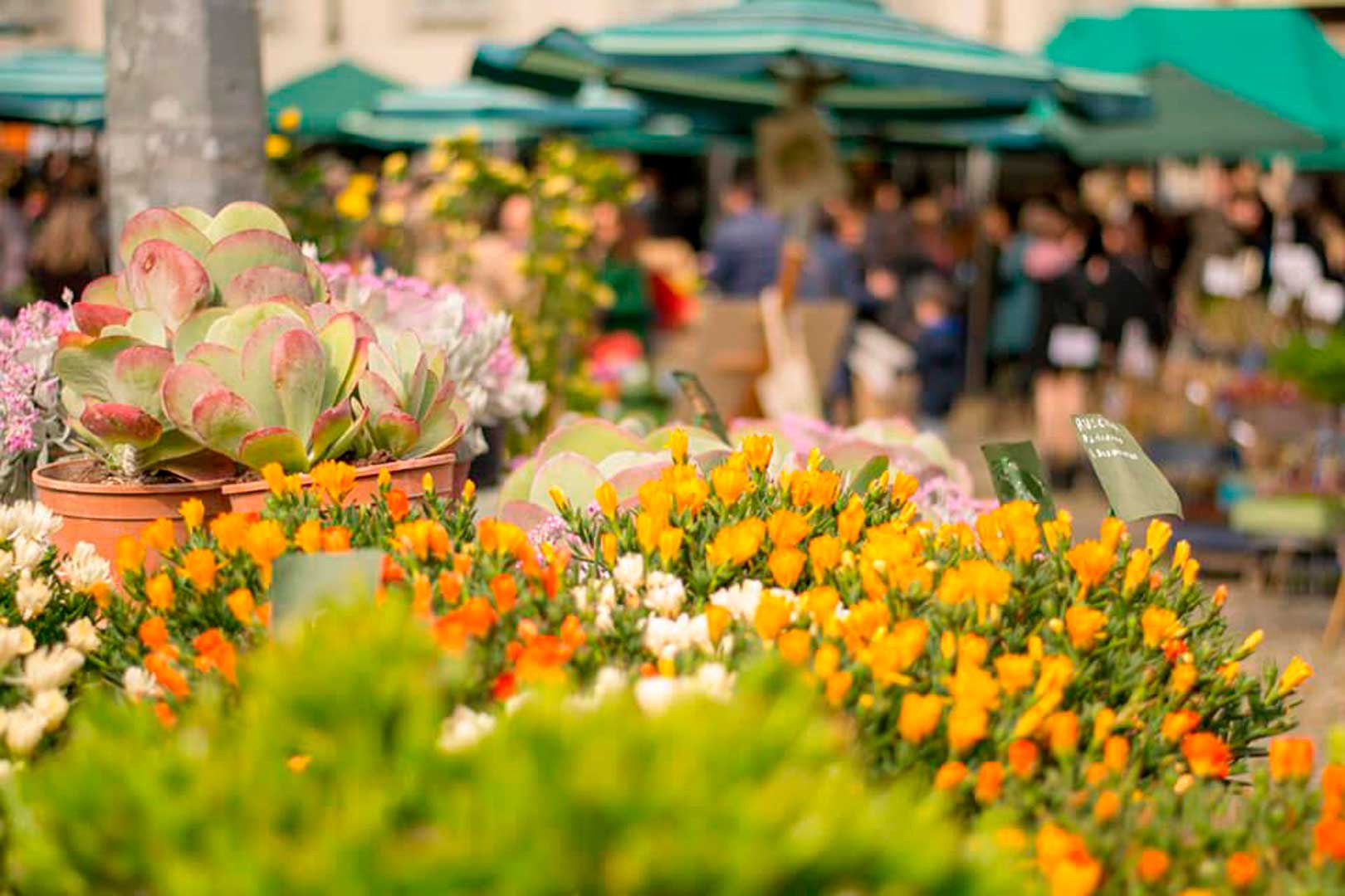 San Marco Market